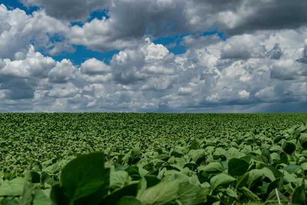 Amazing agricultural landscape of soy bean plantation with a dramatic sky at Tibagi - Parana - Brazil. Green ripening soybean field