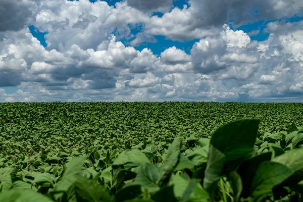 ティバギで劇的な空と大豆プランテーションの素晴らしい農業風景 パラナ ブラジル 緑の熟成大豆畑 — ストック写真