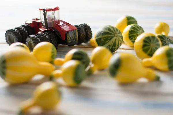 Mini gourd pumpkins and a mini tractor on a rustic blue wooden table