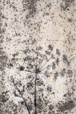 Doku çiçek gölgeler ve raspa ile yaşlı doğal taş. Yaratıcı şifreli arka planda pastel renk Fildişi, kopya alanı. Yaz konsepti.