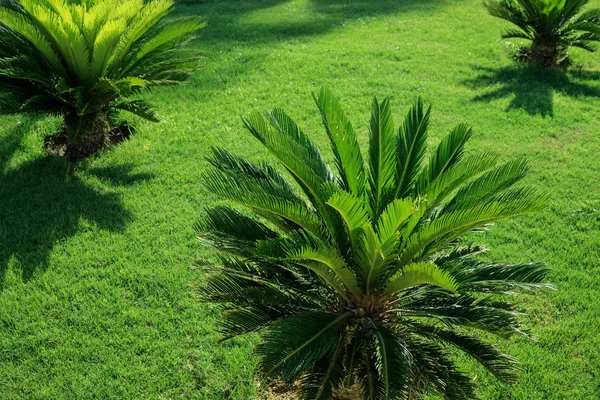 Relvado Verde Com Sago Palms Fundo Verão Tropical Cycas Exóticos — Fotografia de Stock