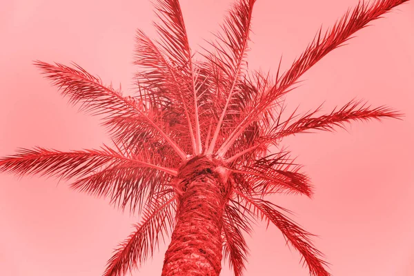 Palmeira Cartão Verão Tonificado Cor Coral Viva Ano 2019 Design — Fotografia de Stock