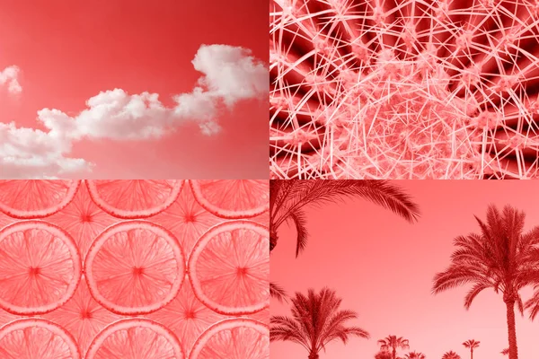 Tropical Collage Ccreative Inspirowane Życia Koral Kolor 2019 Roku Gorący — Zdjęcie stockowe