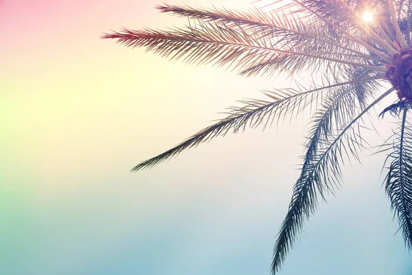 Tropische Palme mit buntem Himmel Sommer Pastell trendigen Hintergrund. — Stockfoto