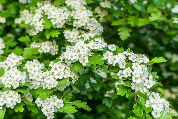 Flori Frunze Arbust Păducel — Fotografie, imagine de stoc