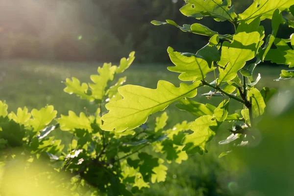 Detail Van Een Eiken Boom Het Zonlicht — Stockfoto