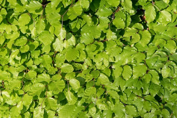 Bladeren Van Een Beuken Hedge Het Zonlicht — Stockfoto