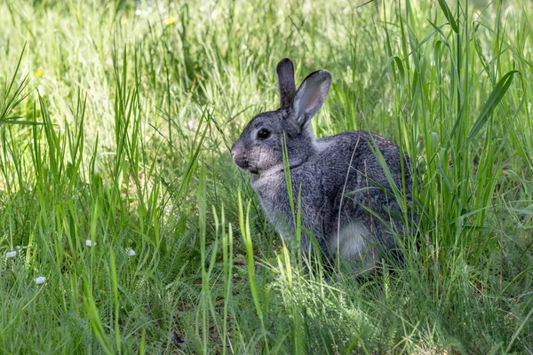 一只可爱的灰色兔子在草地上 — 图库照片