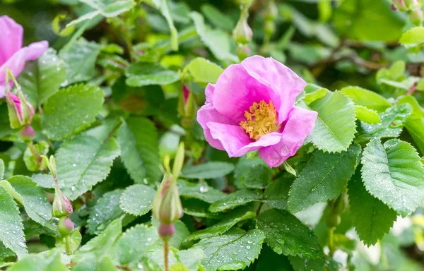 Roze Bloeiende Hondsroos — Stockfoto