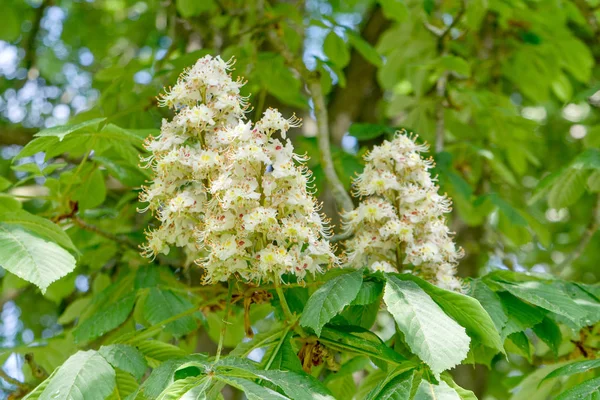 Witte Bloemen Van Wilde Kastanje — Stockfoto