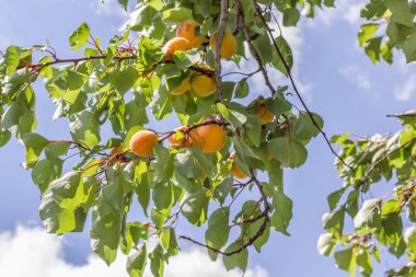 Olgun kayısı ile şube