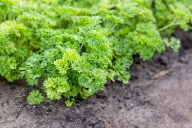 Maydanoz sebze yatak