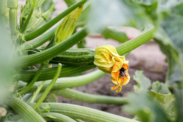 ズッキーニを植える花とマルハナバチ — ストック写真