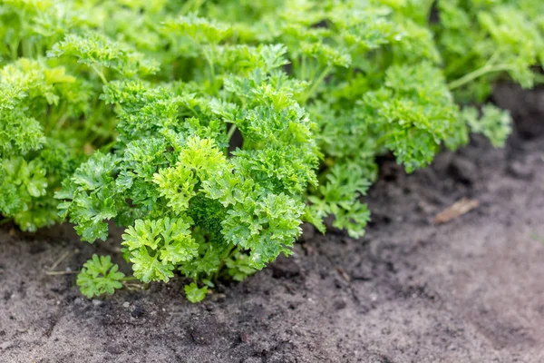 Maydanoz sebze yatak