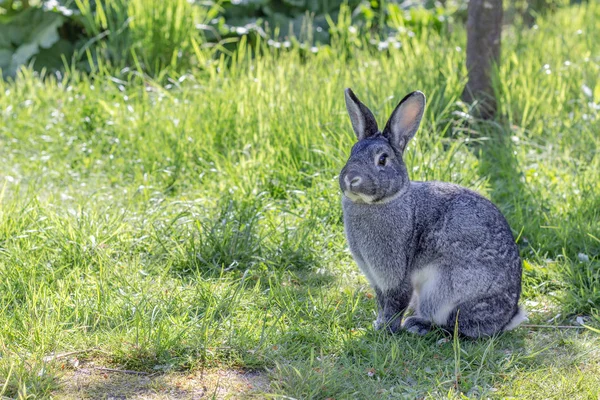 Een Schattige Grijze Konijn Een Tuin — Stockfoto