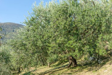 Grove İtalya eski zeytin ağaçları ile 