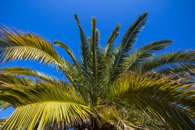 Mavi gökyüzüne karşı yeşil palmiye