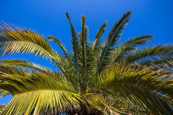 green palm against blue sky