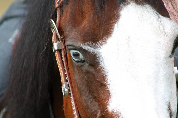 Beautiful red and white paint horse with blue eyes closeup