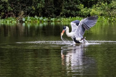 Cocoi Heron balık suda yakalar. Pantanal yaban hayatı. hareket