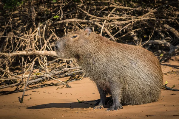 capybara mammal native to South America. life in nature. wildlife Pantanal