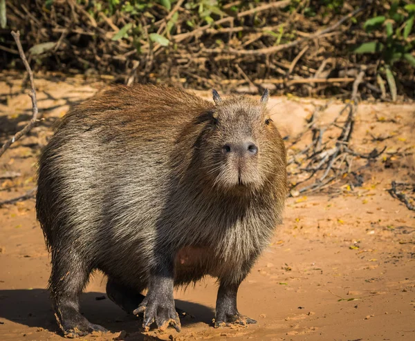 Capibara memeli Güney Amerika yerli. doğada yaşam. yaban hayatı Pantanal