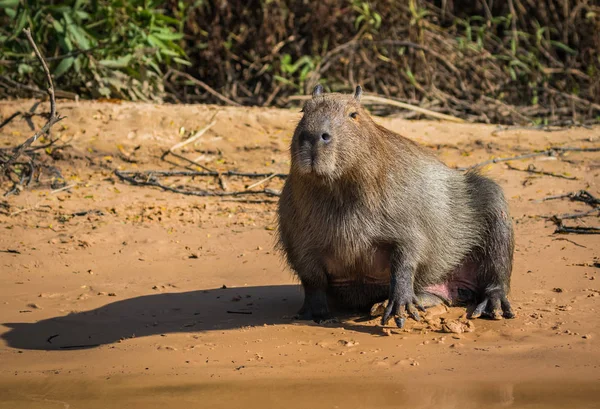 Capybara Mammifère Originaire Amérique Sud Vie Dans Nature Faune Pantanal — Photo