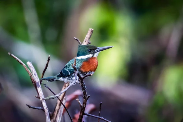 Amazon Kingfisher Bird Innature Wildlife Pantanal — Stock Photo, Image