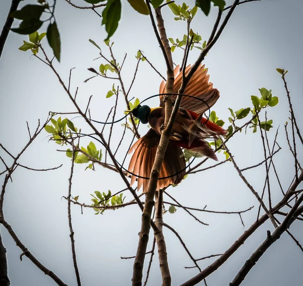 Pássaro Vermelho Paraíso Dançando Árvore Papua Indonésia Movimento — Fotografia de Stock