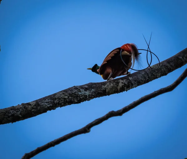 Красная Райская Птица Дереве Папуа Индонезия — стоковое фото