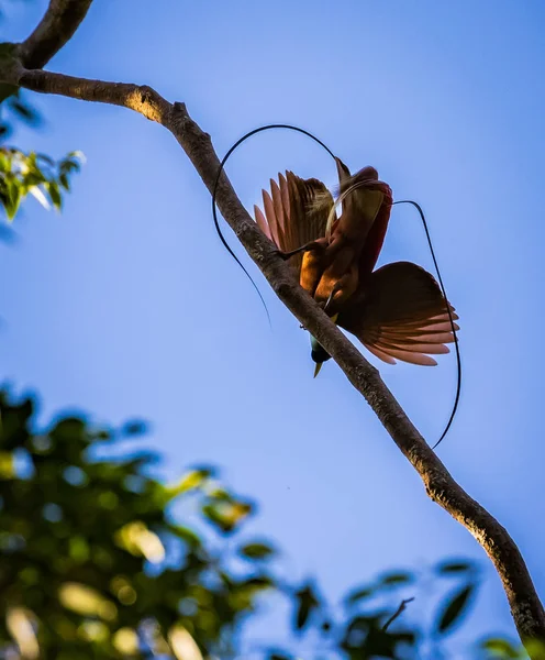 Oiseau Rouge Paradis Sur Arbre Papouasie Indonésie — Photo