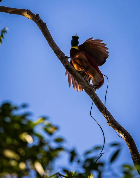 Красная Райская Птица Дереве Папуа Индонезия — стоковое фото