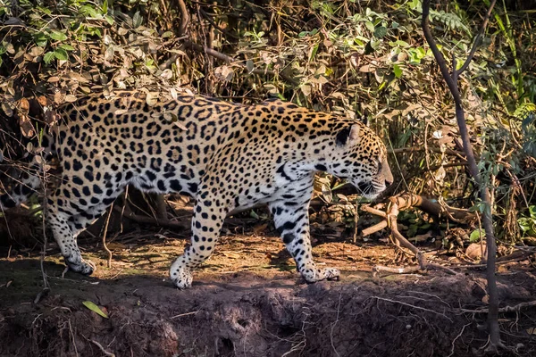 Jaguar Séta Wild Vadon Élő Pantanal — Stock Fotó