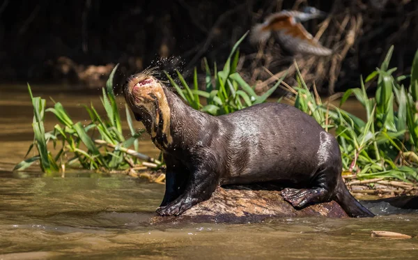 Loutre Géante Dans Nature Faune Menacée Dans Pantanal Tourne Les — Photo