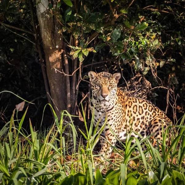 Jaguar Sentado Selva Vida Selvagem Pantanal — Fotografia de Stock