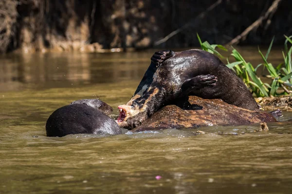 自然の中の巨大なカワウソ パンタナールで絶滅危惧種の野生動物 — ストック写真