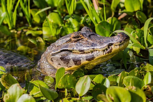 川でカイマン 自然の野生生物 — ストック写真