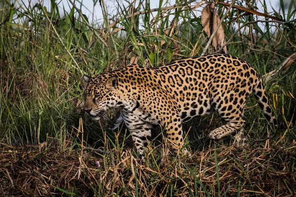 Jaguar Procházky Přírodě Volně Žijících Živočichů Pantanalu — Stock fotografie