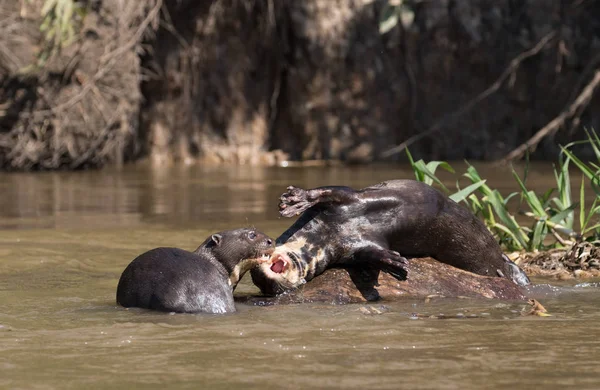 doğada dev su samuru. Pantanal nesli tehlike altında olan yabani hayvanlar ve bitkiler.