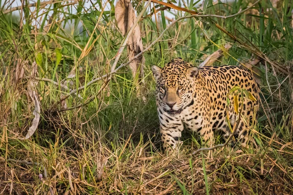 Jaguar Procházky Přírodě Volně Žijících Živočichů Pantanalu — Stock fotografie