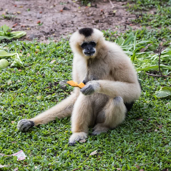 Gibbons Apes Family Hylobatidae — Stock Photo, Image