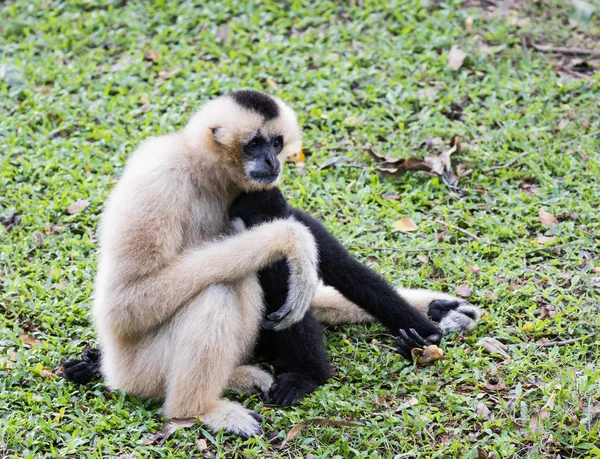 Gibboni Sono Scimmie Della Famiglia Hylobatidae — Foto Stock
