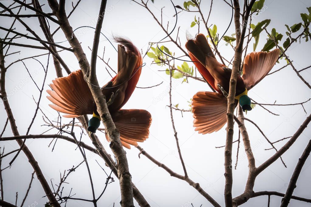 red bird of paradise dancing on tree in Papua Indonesia. motion.