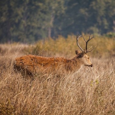 Bataklık geyiği, adı da verilen barasingha Hindistan içinde dağıtılmış bir geyik türlerinden var. doğada yabani hayvanlar ve bitkiler.