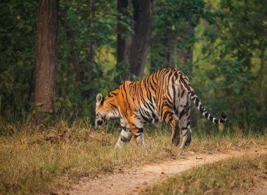 Bengal kaplanı (Panthera tigris tigris) en çok sayıda kaplan alt türü olan.