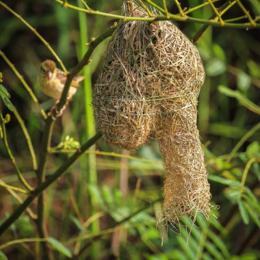 Asya altın weaver Kamboçya, Endonezya, Laos, Myanmar, Tayland ve Vietnam'bulundu.