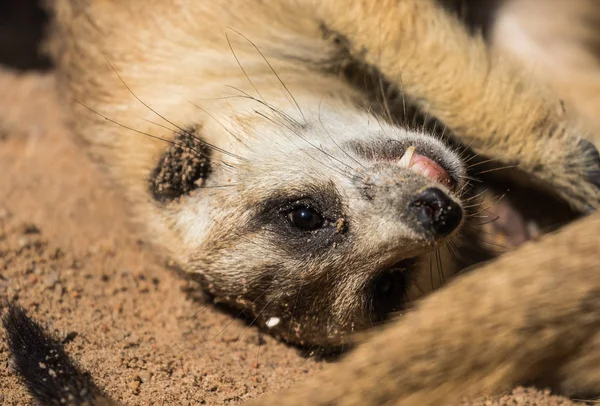 Meerkat Suricate Suricata Suricatta Small Carnivoran Belonging Mongoose Family Herpestidae — Stock Photo, Image