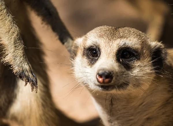 Meerkat Suricate Suricata Suricatta Small Carnivoran Belonging Mongoose Family Herpestidae — Stock Photo, Image