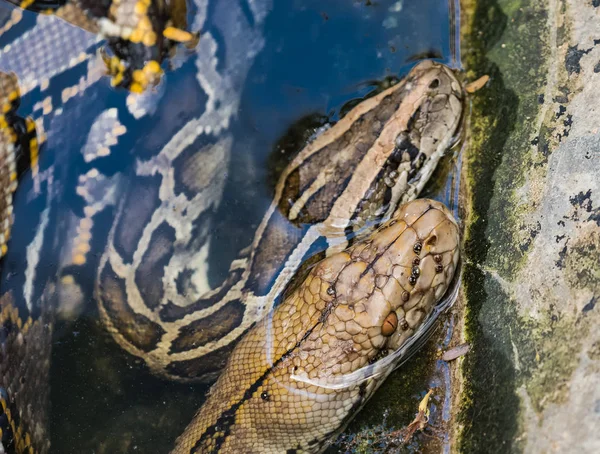 Retiküle python Python Güneydoğu Asya'da bulunan bir türdür. doğada yabani hayvanlar ve bitkiler.