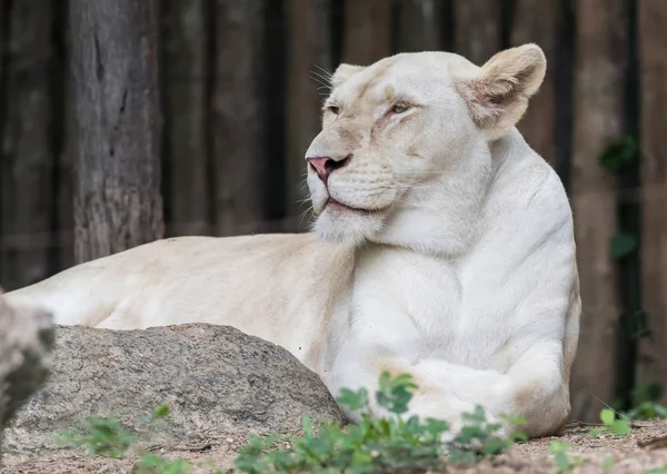 ホワイト ライオンは ライオンの珍しい色彩変異です 野生動物 — ストック写真